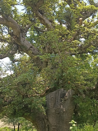 African baobab