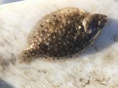 Pseudorhombus jenynsii