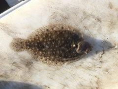 Pseudorhombus jenynsii