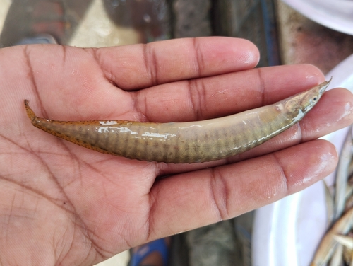 Barred spiny eel (Macrognathus pancalus) — Mastacembelidae — 3