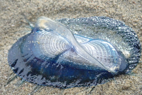 photo of By-the-wind Sailor (Velella velella)