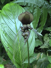 Tacca integrifolia