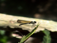 Heliocypha biforata