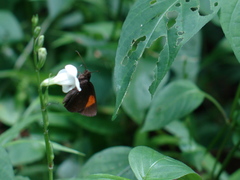 Koruthaialos rubecula