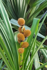 Benstonea affinis