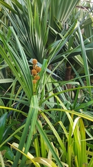 Benstonea affinis