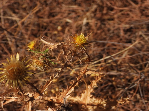 Carlina hispanica (Carlina hispanica)