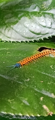 Scolopendra dehaani