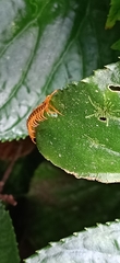 Scolopendra dehaani