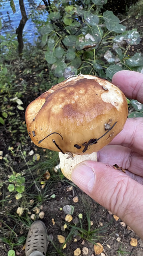 Наблюдение на iNaturalist