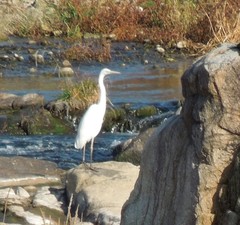 Ardea alba modesta