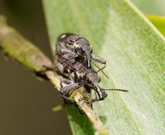 Rhinotia bimaculata