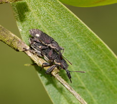 Rhinotia bimaculata