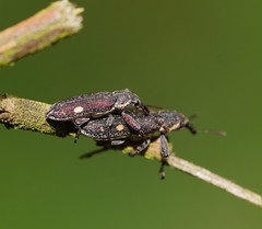 Rhinotia bimaculata