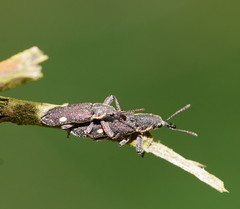 Rhinotia bimaculata