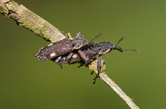 Rhinotia bimaculata