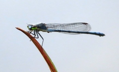 Pseudagrion draconis