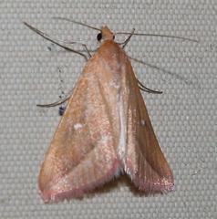 Rhodometra participata