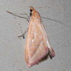 Rhodometra participata