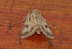 Heliothis scutuligera