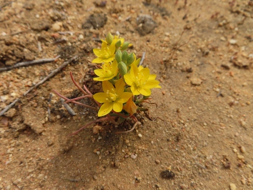 Image of Ornithogalum rupestre by (c) linkie, some rights reserved (CC BY)
