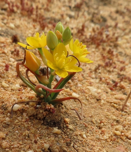 Image of Ornithogalum rupestre by (c) linkie, some rights reserved (CC BY)