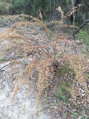 Micromyrtus sessilis