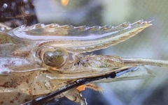 Macrobrachium lantau