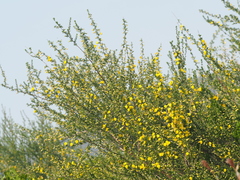 Aspalathus spinescens lepida