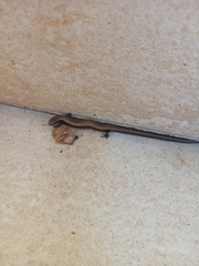 Ablepharus kitaibelii