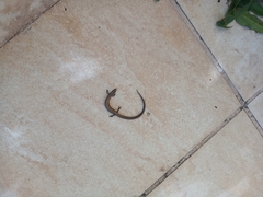 Ablepharus kitaibelii