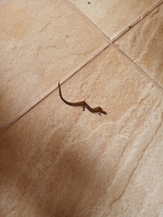 Ablepharus kitaibelii