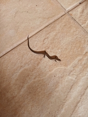 Ablepharus kitaibelii