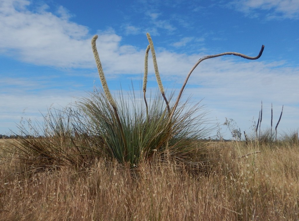 Sand-heath Grasstree