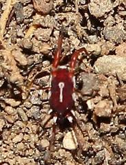 Erythraeoidea
