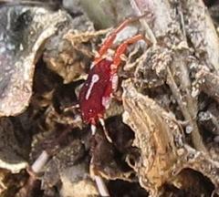 Erythraeoidea