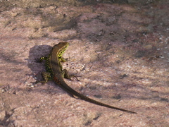 Algyroides moreoticus