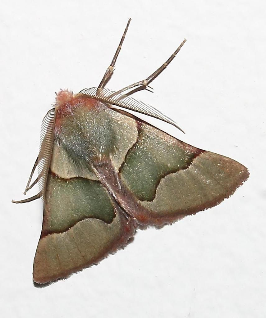 Drepanogynini