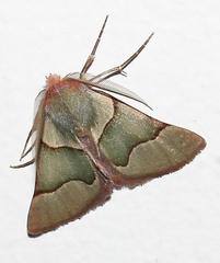 Drepanogynis asteiochlora