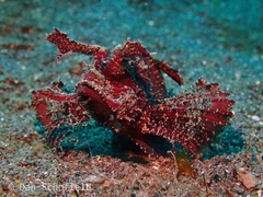 Pteroidichthys amboinensis