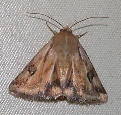 Heliothis scutuligera