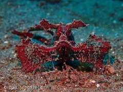 Pteroidichthys amboinensis