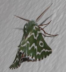 Drepanogynis bifasciata