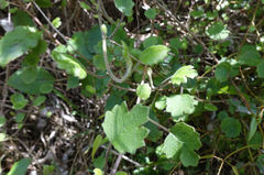 Brachyglottis sciadophila