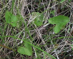 Caltha sibirica