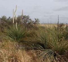Xanthorrhoea caespitosa
