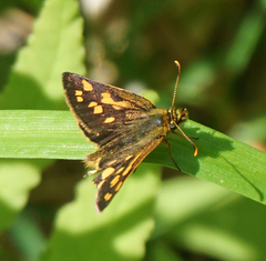 Carterocephalus mandan