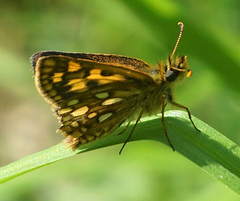 Carterocephalus mandan