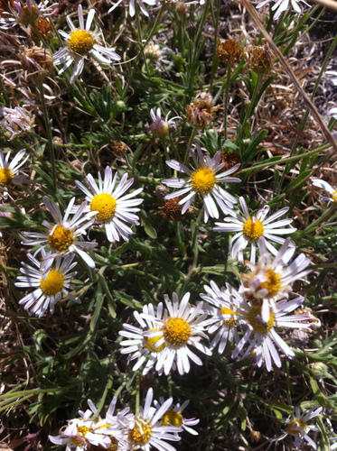 Perennial Lazy Daisy (Aphanostephus riddellii)