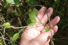 Brachyglottis sciadophila